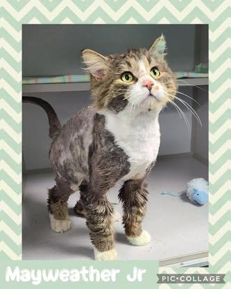 Mayweather Jr., ADOPTABLE, Adult Male Domestic Long Hair.