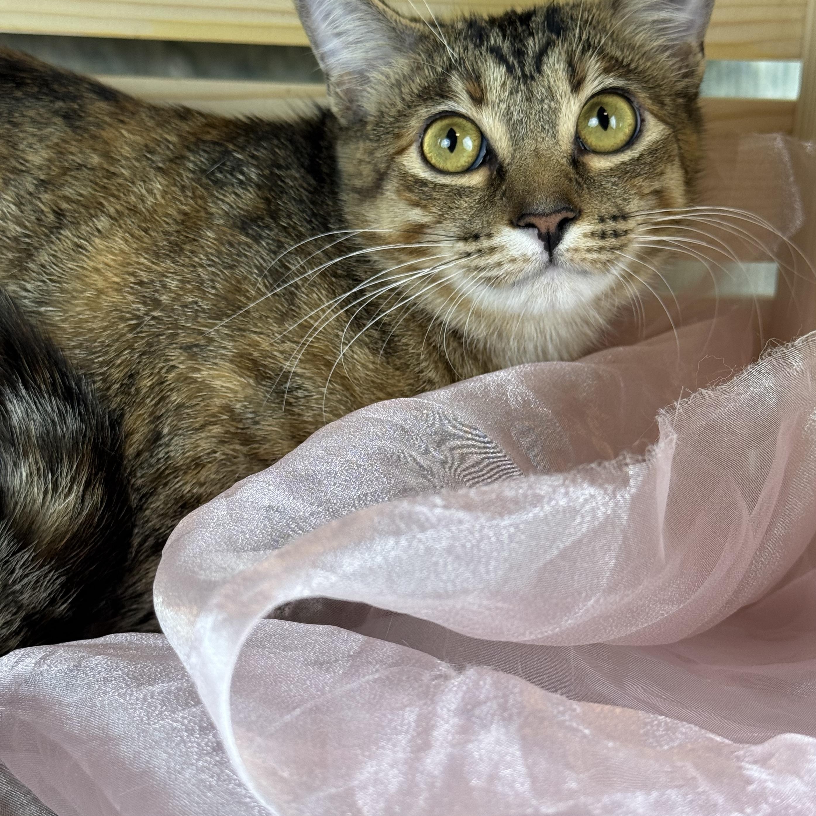 Rusty, ADOPTABLE, Young Female Tabby.