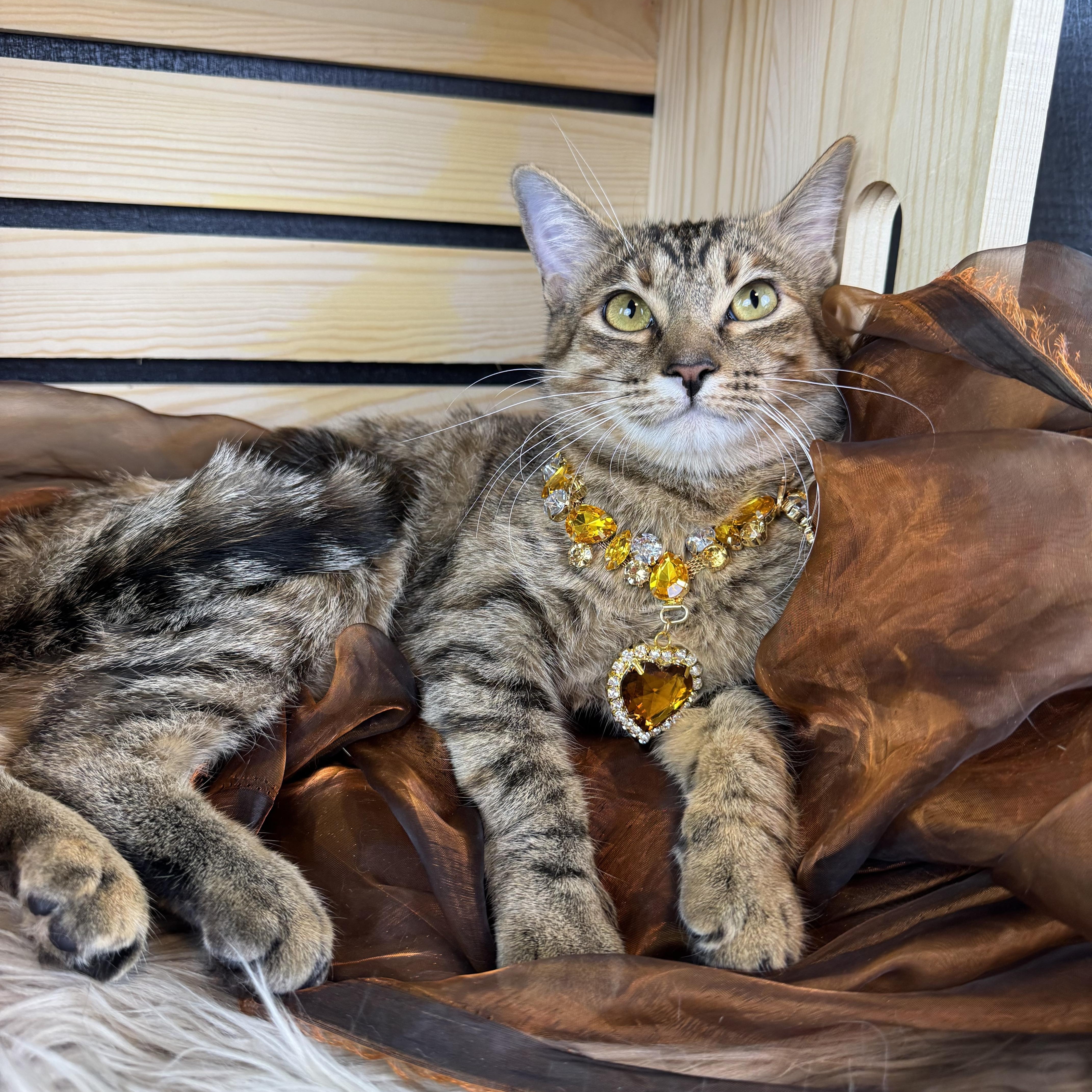 Enlarge Rusty, a ADOPTABLE Tabby in Houston, TX image 1/3