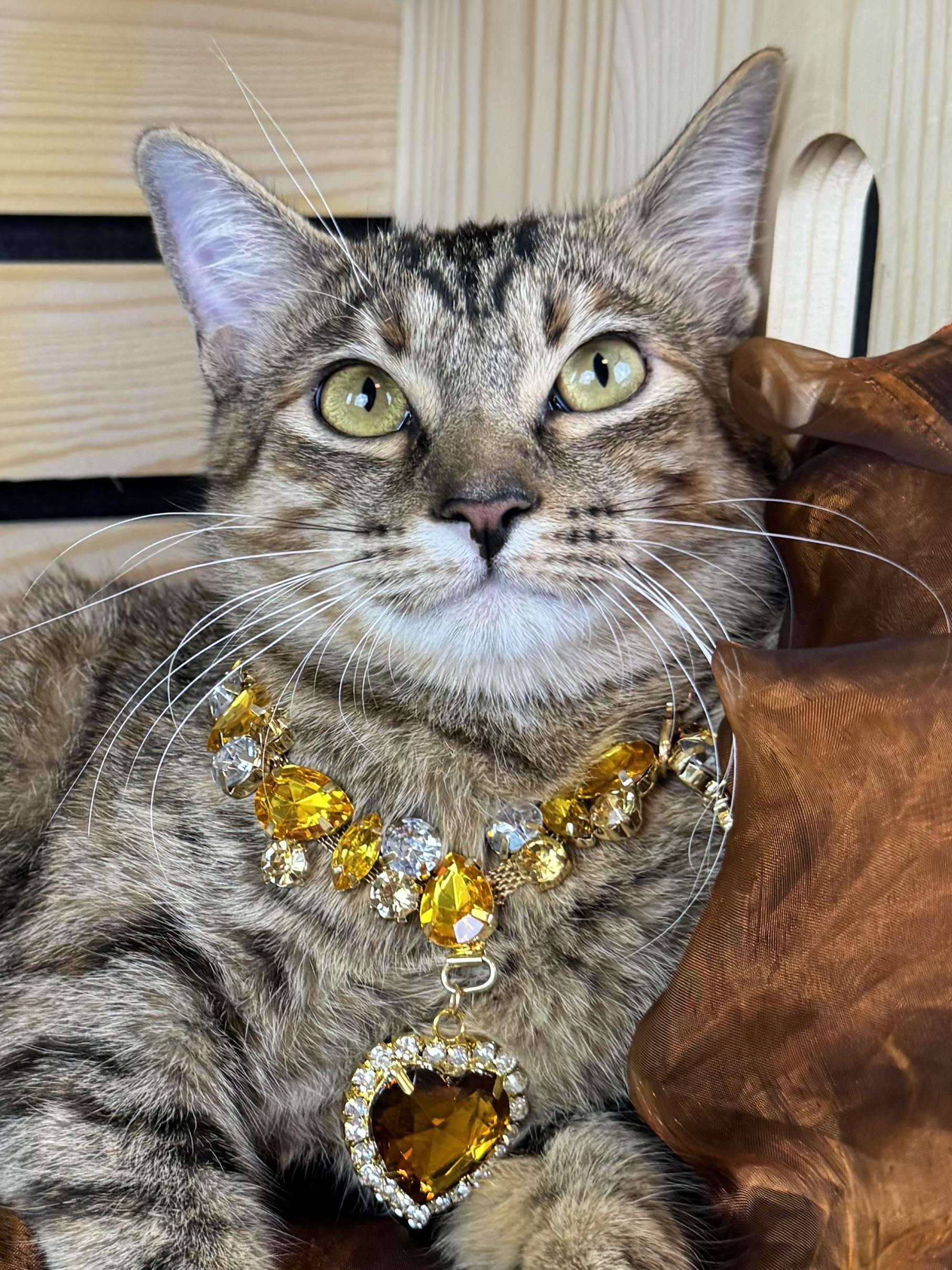 Rusty, ADOPTABLE, Young Female Tabby.