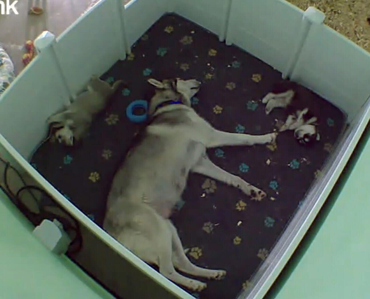 Moira, Adoptable, Adult Female Siberian Husky.