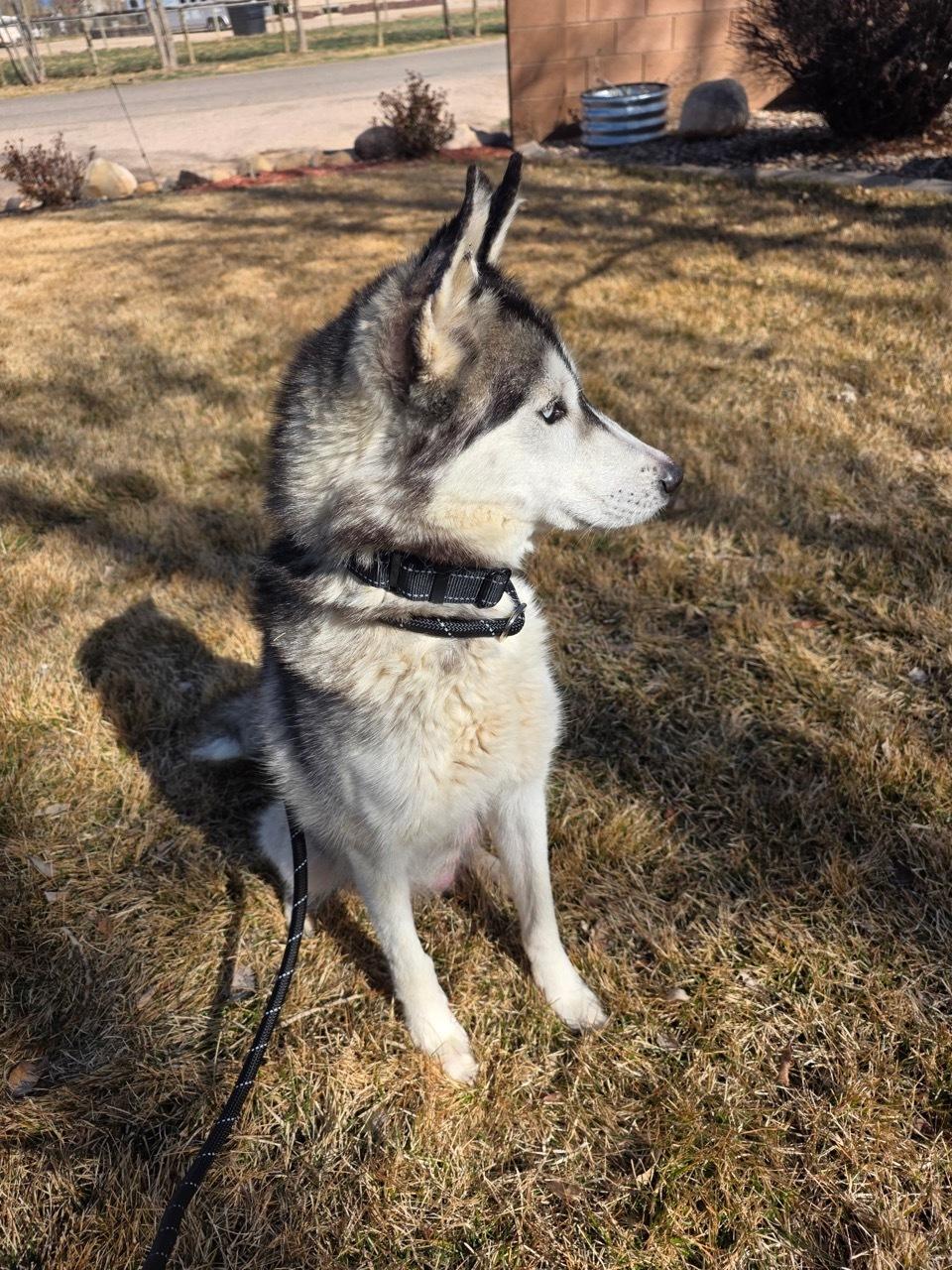 Enlarge Moira, a Adoptable Siberian Husky in Cottonwood Heights, UT image 2/6