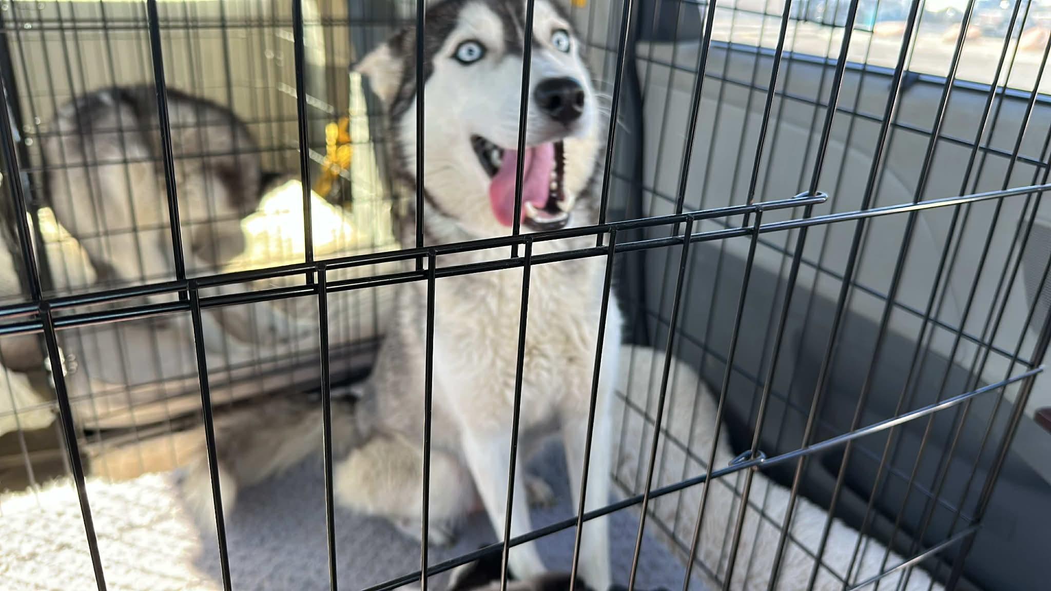 Enlarge Moira, a Adoptable Siberian Husky in Cottonwood Heights, UT image 3/6