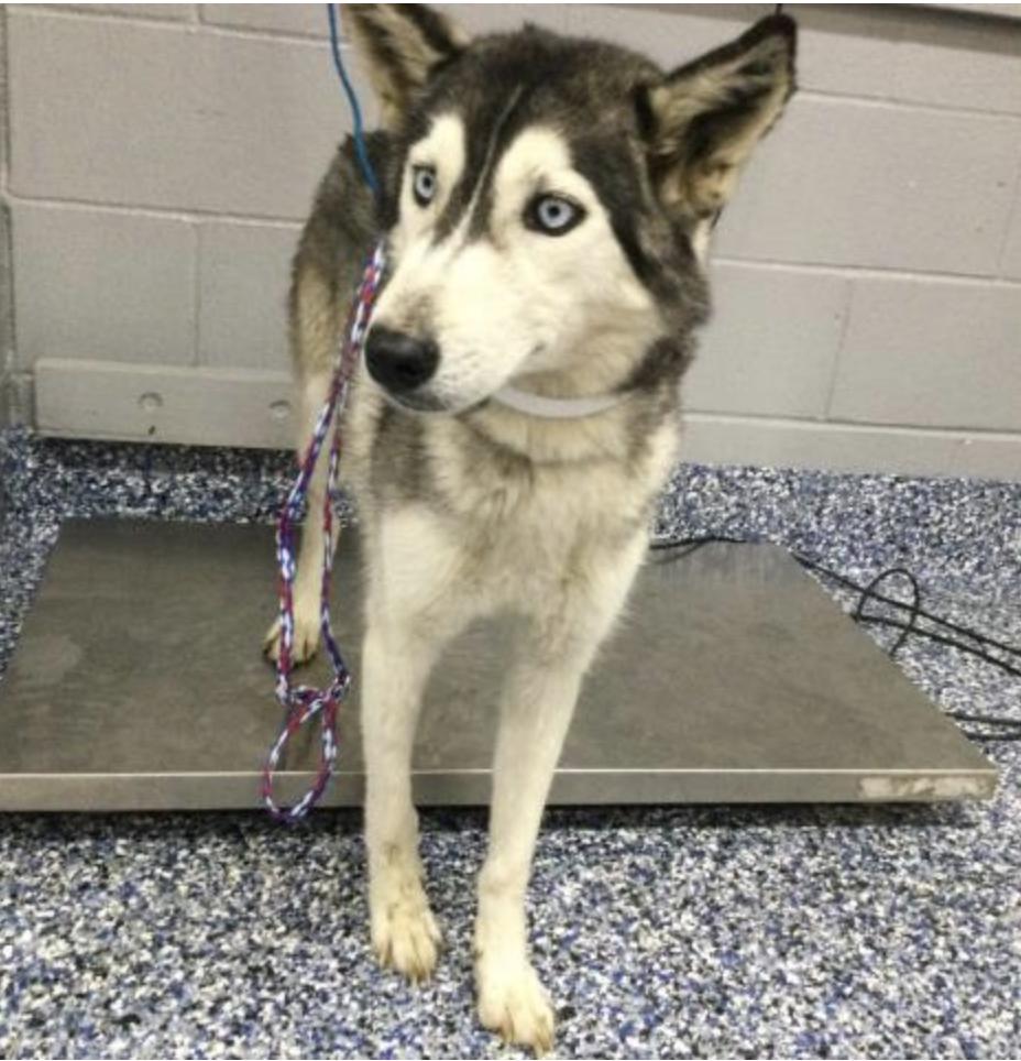 Enlarge Moira, a Adoptable Siberian Husky in Cottonwood Heights, UT image 4/6