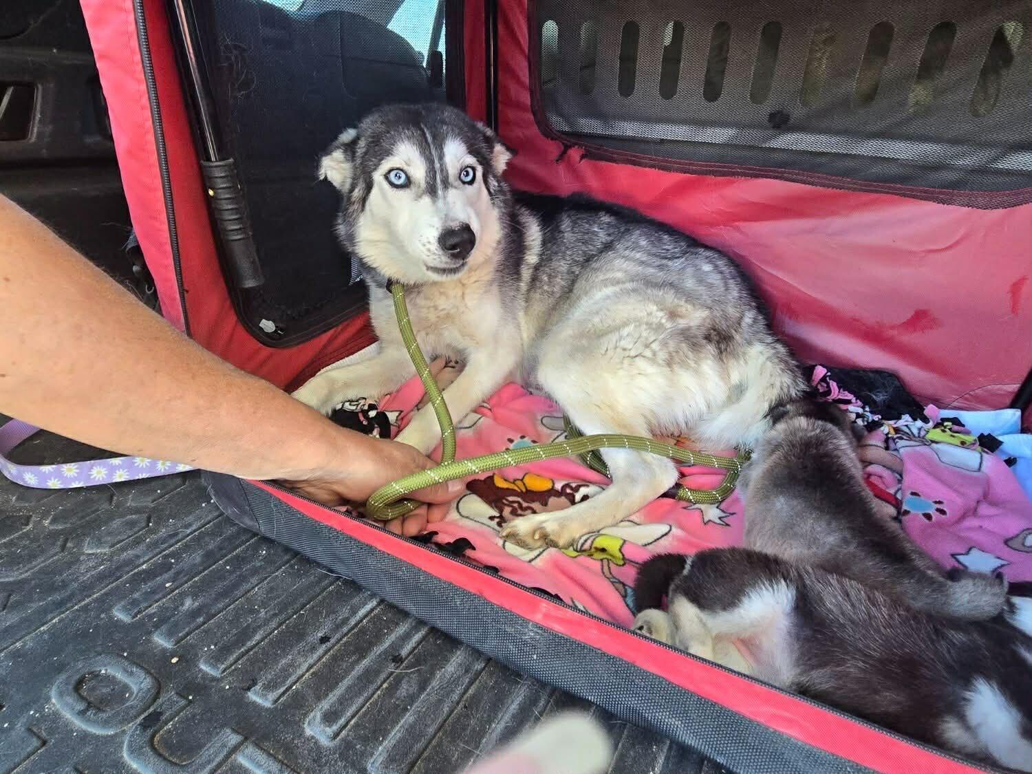 Enlarge Moira, a Adoptable Siberian Husky in Cottonwood Heights, UT image 5/6