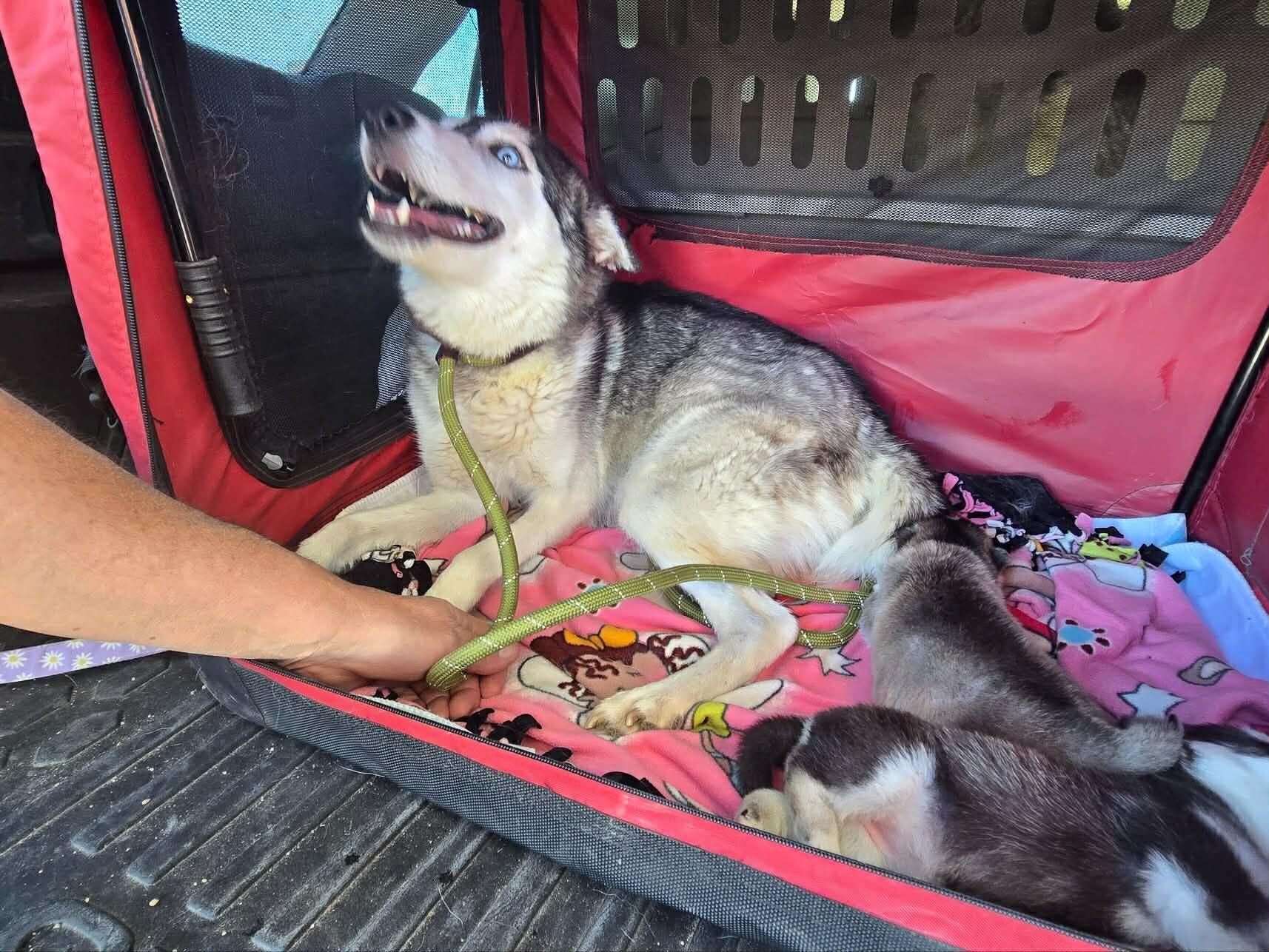 Enlarge Moira, a Adoptable Siberian Husky in Cottonwood Heights, UT image 6/6