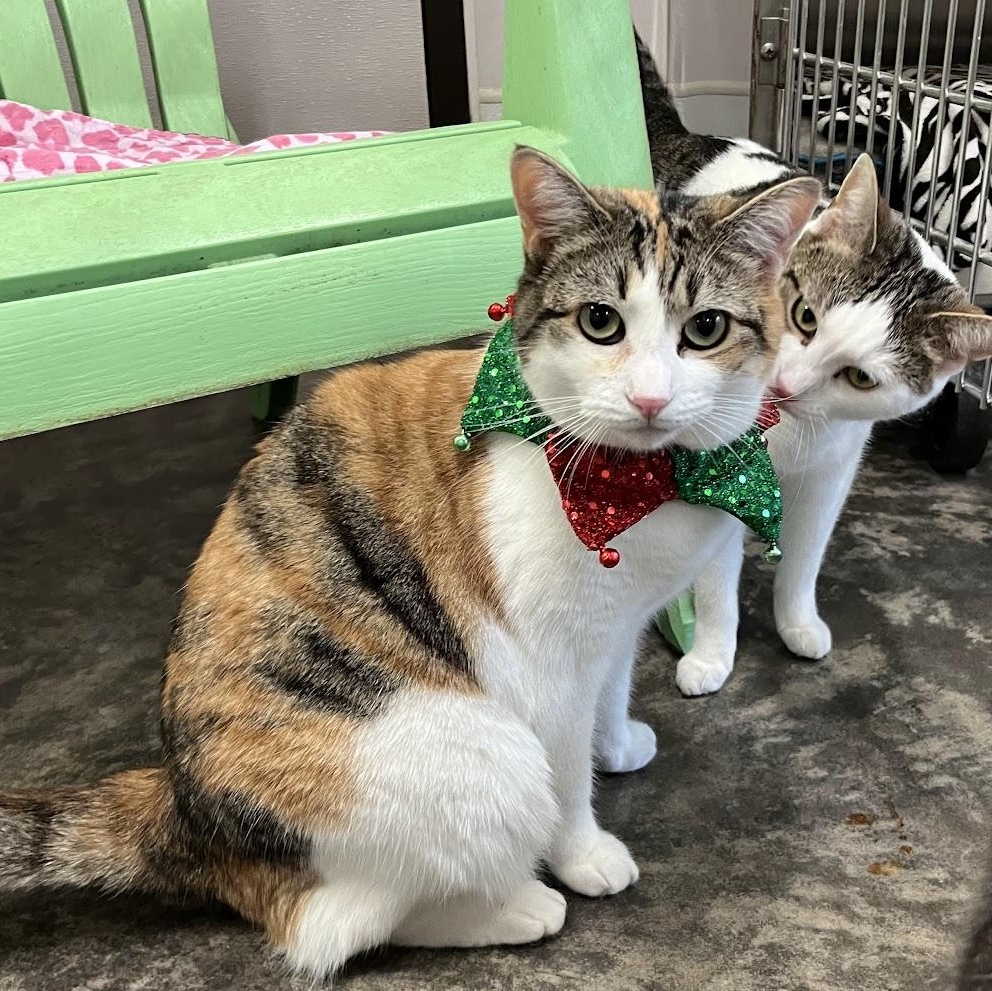 Anna, Adoptable, Adult Female Torbie & Domestic Short Hair.