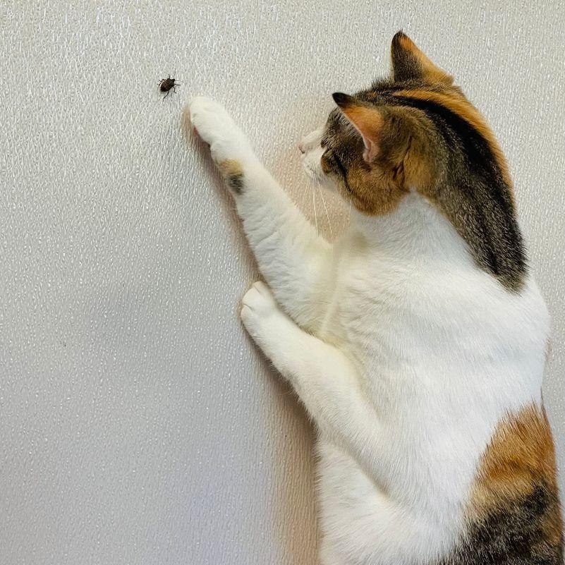 Anna, a Adoptable mixed breed in Salisbury, NC image 2/6