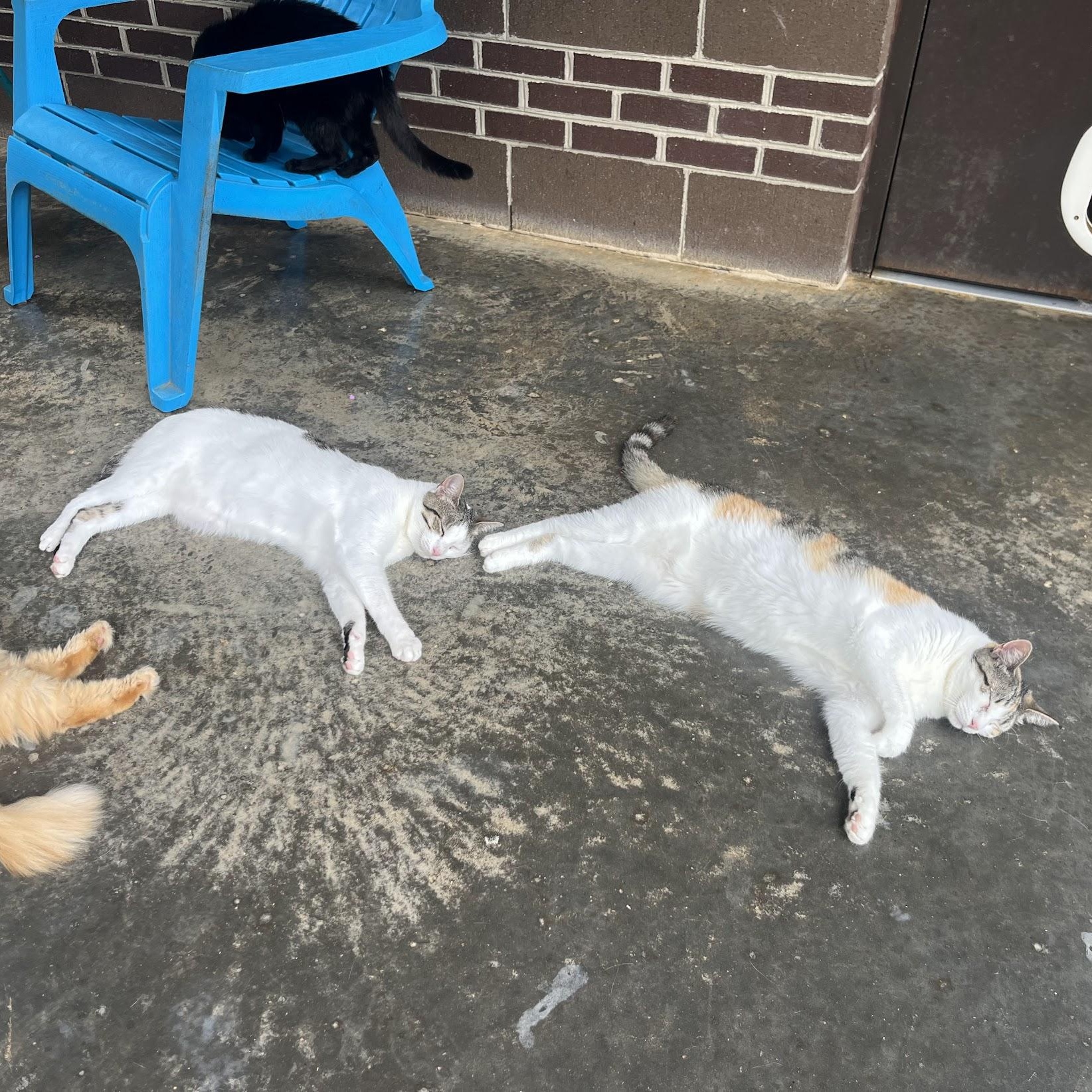 Anna, a Adoptable mixed breed in Salisbury, NC image 3/6