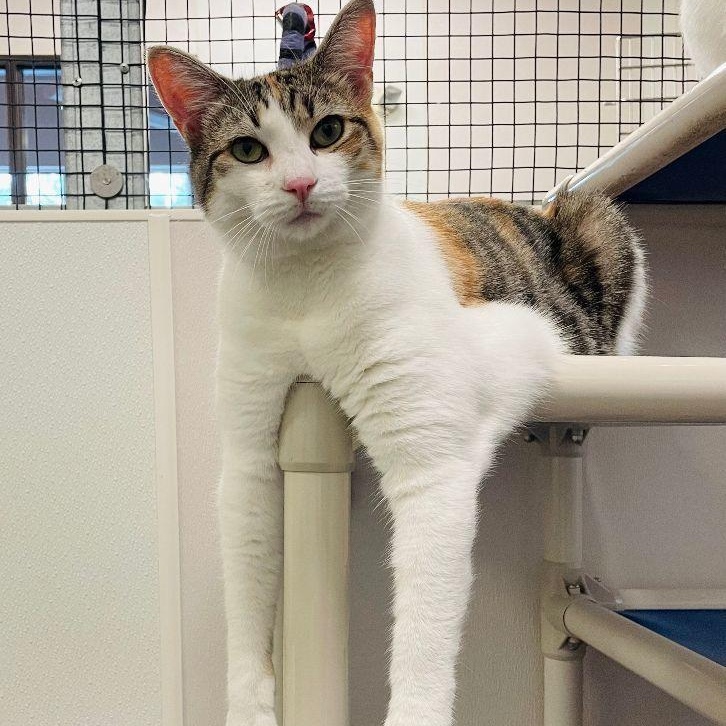 Anna, a Adoptable mixed breed in Salisbury, NC image 4/6