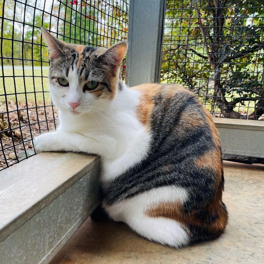 Anna, Adoptable, Adult Female Torbie & Domestic Short Hair.