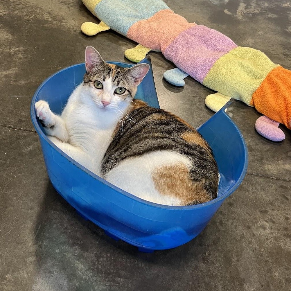 Anna, a Adoptable mixed breed in Salisbury, NC image 6/6