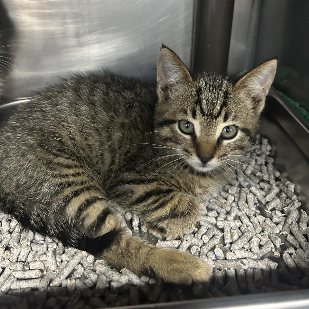 Splinter 26-0373, Adoptable, Kitten Male Domestic Short Hair.