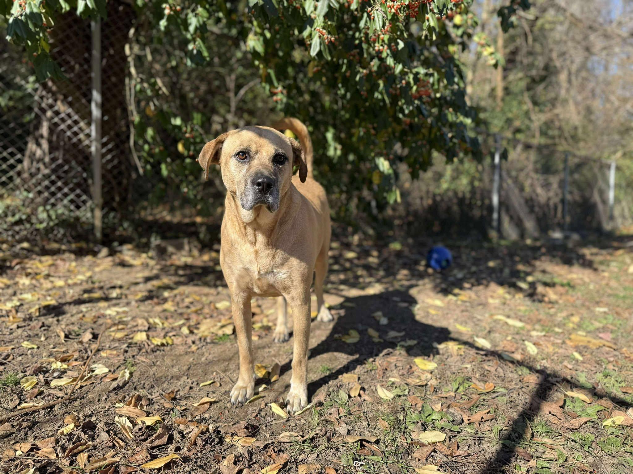 Enlarge King~ Fully Sponsored!, a Adoptable mixed breed in Leitchfield, KY image 2/5