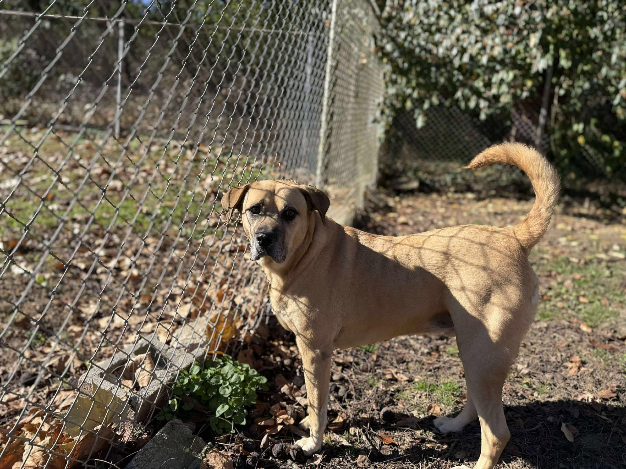 Enlarge King~ Fully Sponsored!, a Adoptable mixed breed in Leitchfield, KY image 3/5