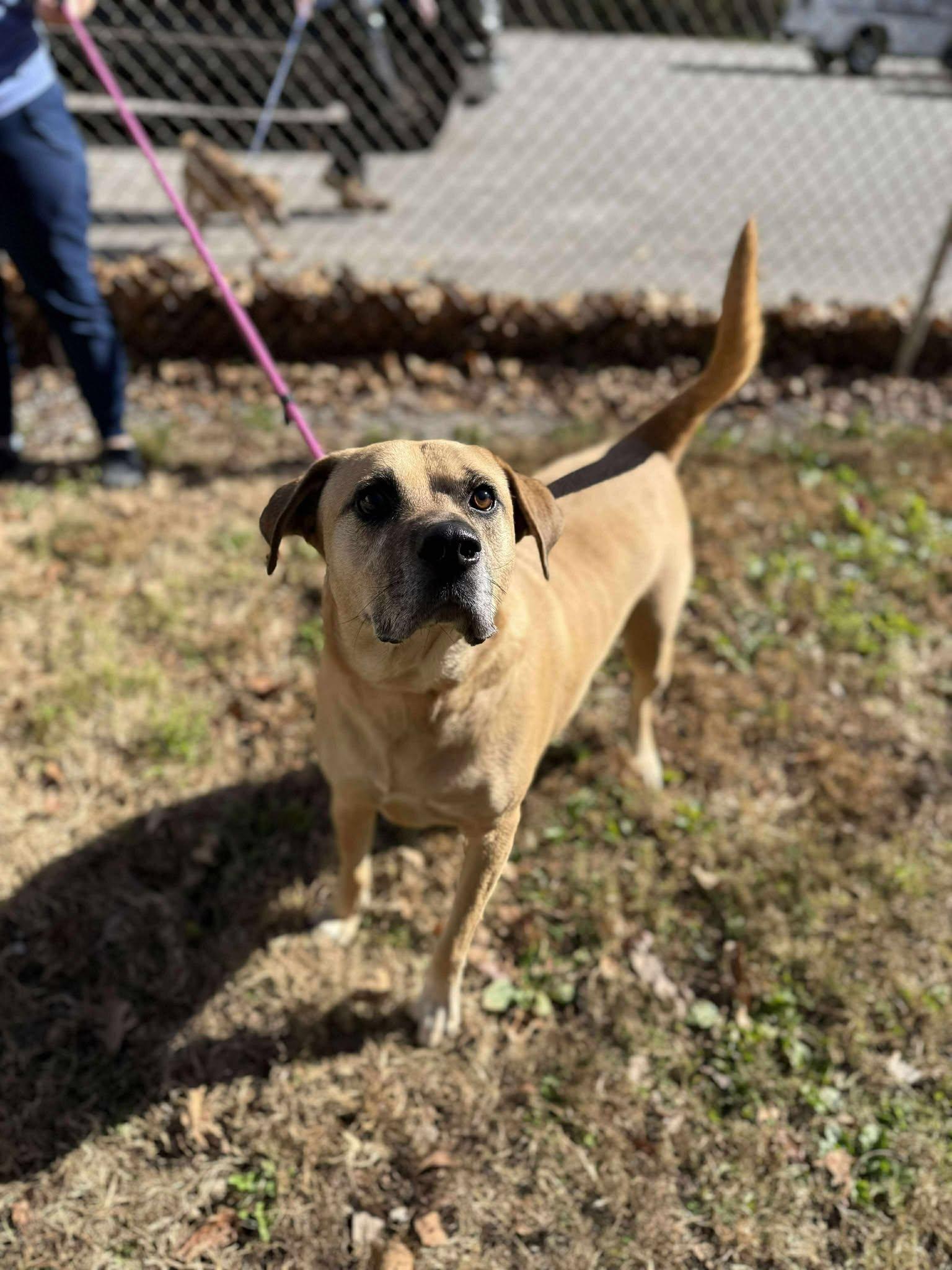 Enlarge King~ Fully Sponsored!, a Adoptable mixed breed in Leitchfield, KY image 4/5