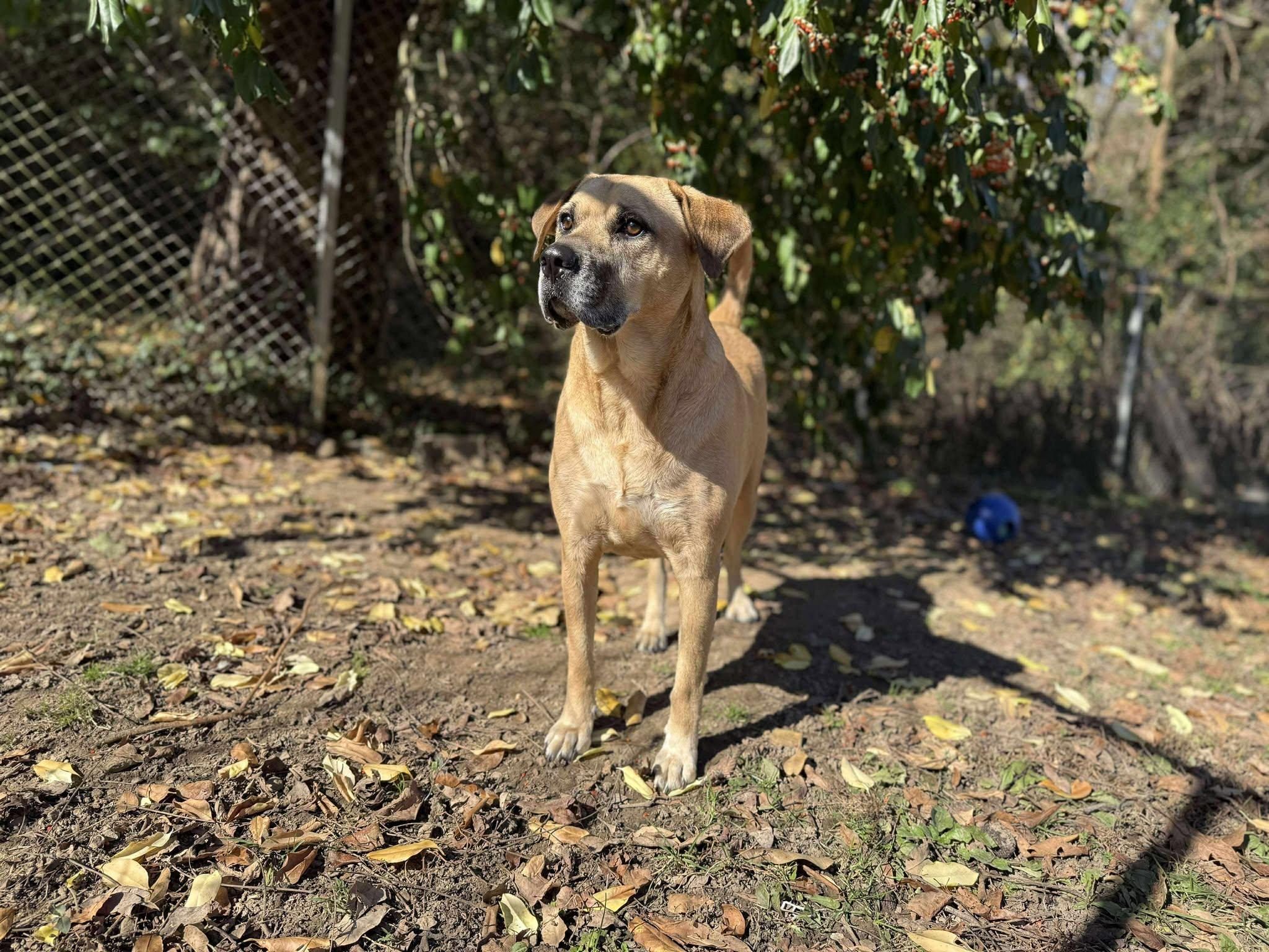 Enlarge King~ Fully Sponsored!, a Adoptable mixed breed in Leitchfield, KY image 5/5