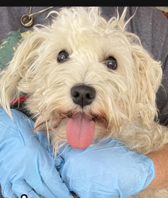 Enlarge Annie, a ADOPTABLE mixed breed in Minneapolis, MN image 4/5