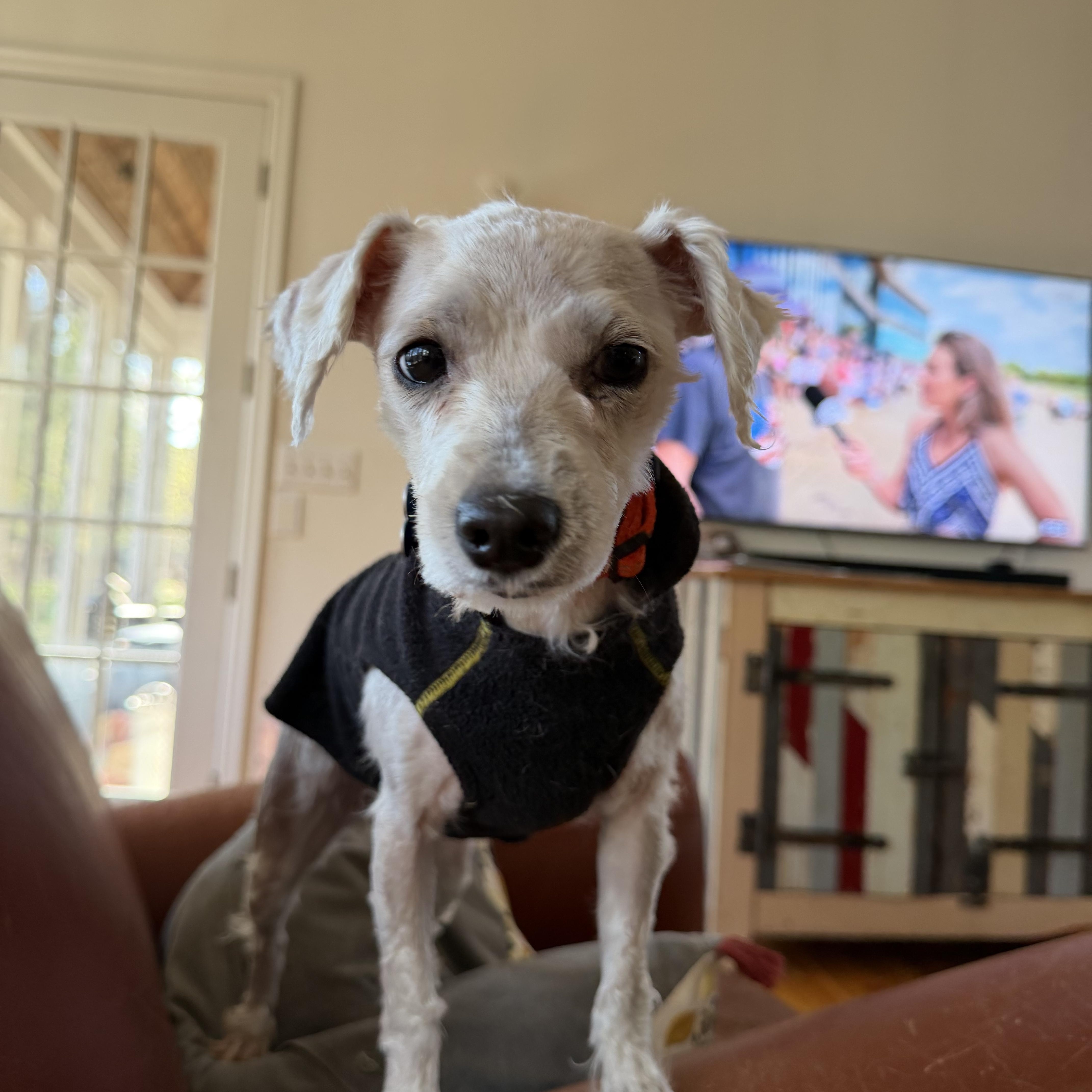 Enlarge Annie, a ADOPTABLE mixed breed in Minneapolis, MN image 3/5