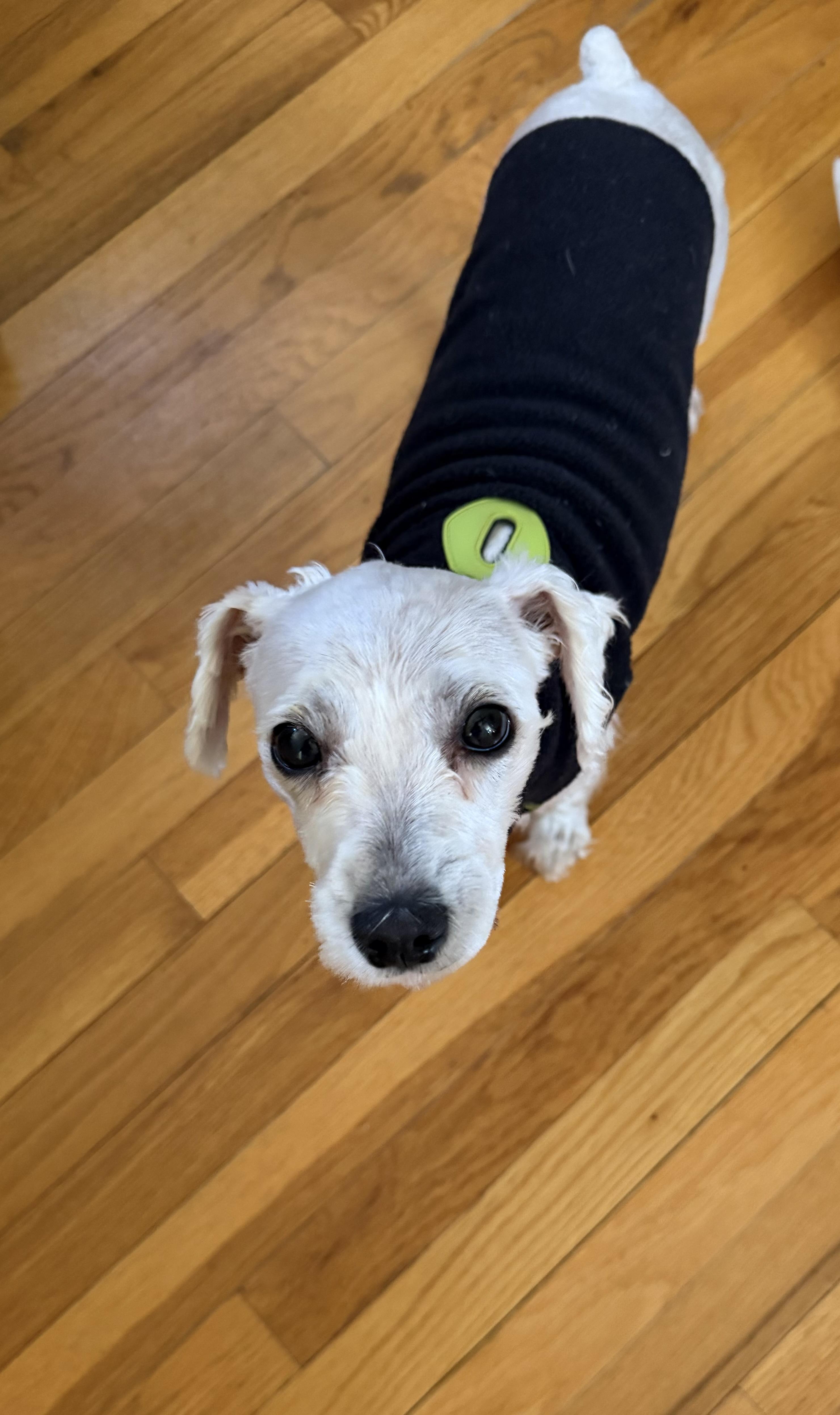 Enlarge Annie, a ADOPTABLE mixed breed in Minneapolis, MN image 2/5