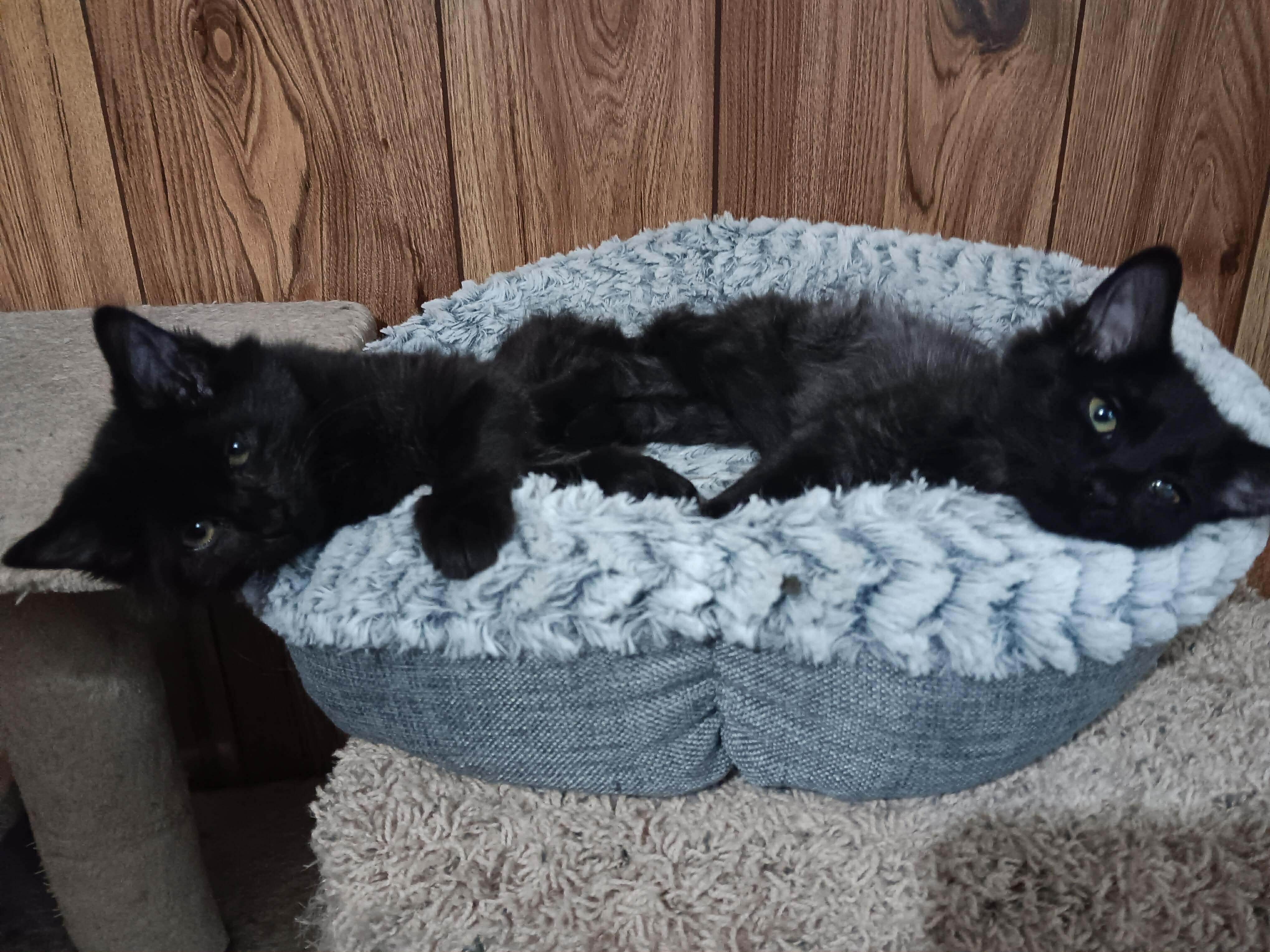 Marilyn and Loki, adopted, Kitten Male Domestic Medium Hair.