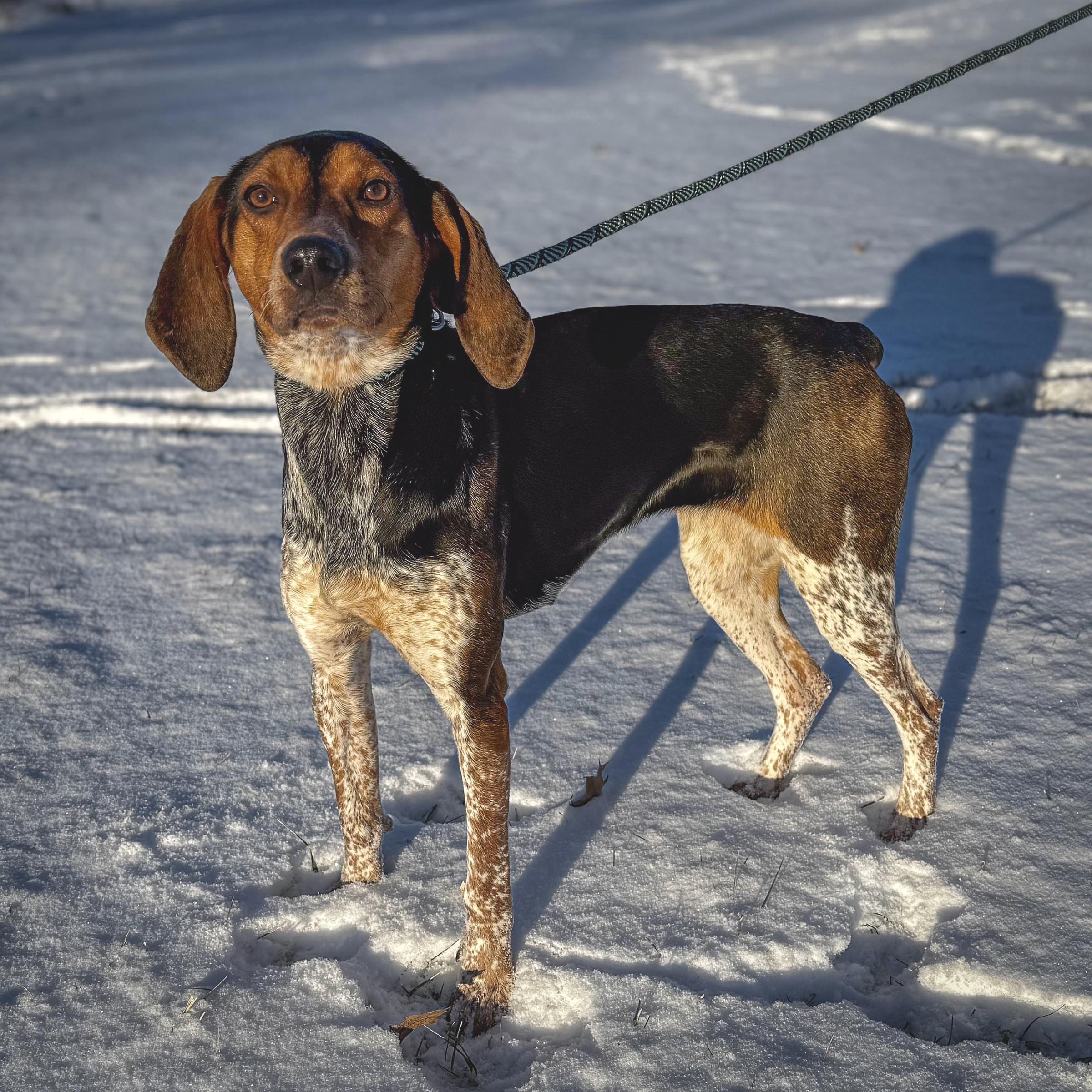 Lainey, ADOPTABLE, Young Female Hound.