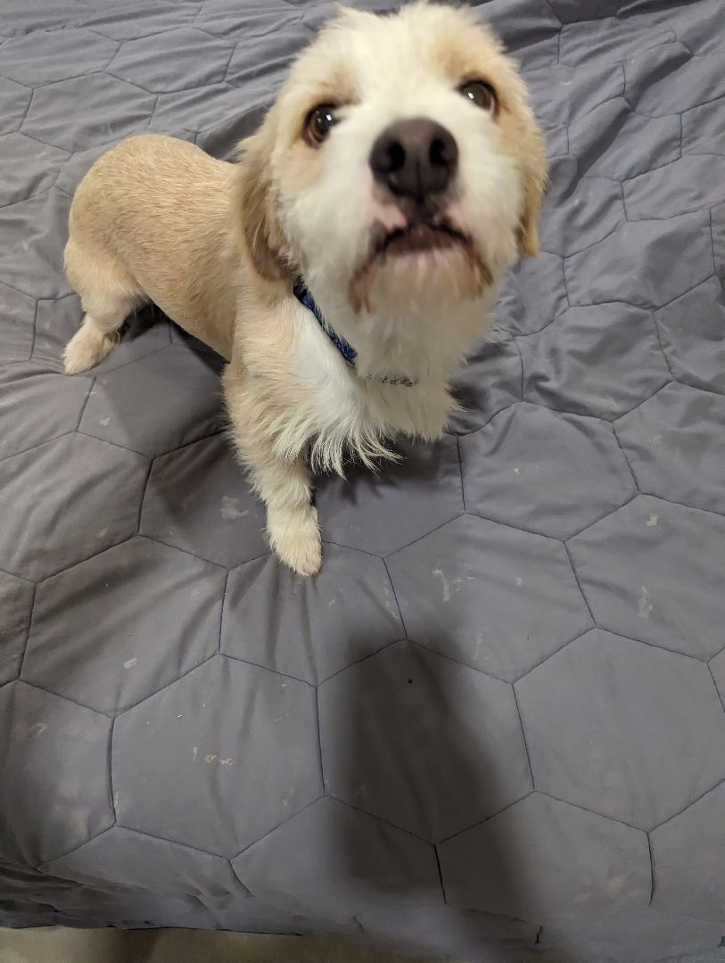 Enlarge Oliver, a Adopted mixed breed in Perris, CA image 1/3