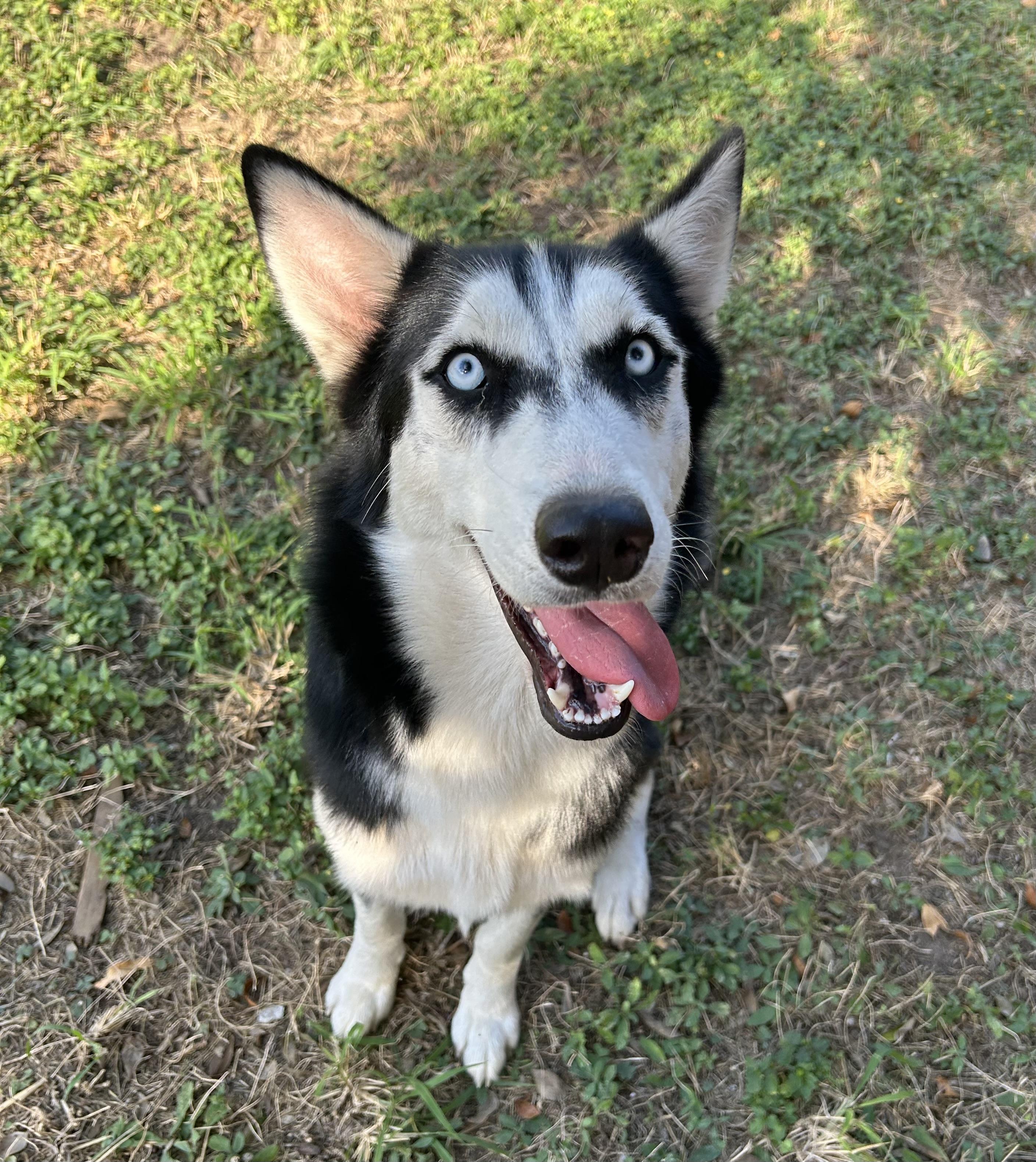 Achilles, Young Male Siberian Husky