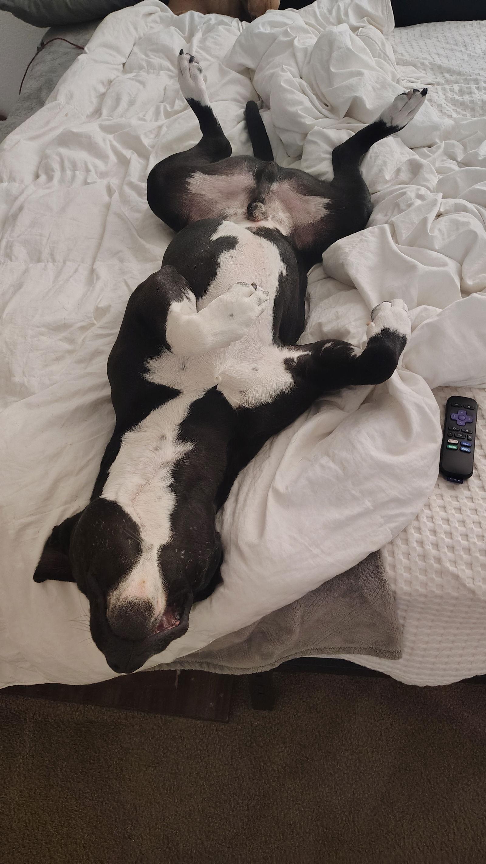 COURTESY POSTING Billy, Adoptable, Adult Male Pit Bull Terrier.