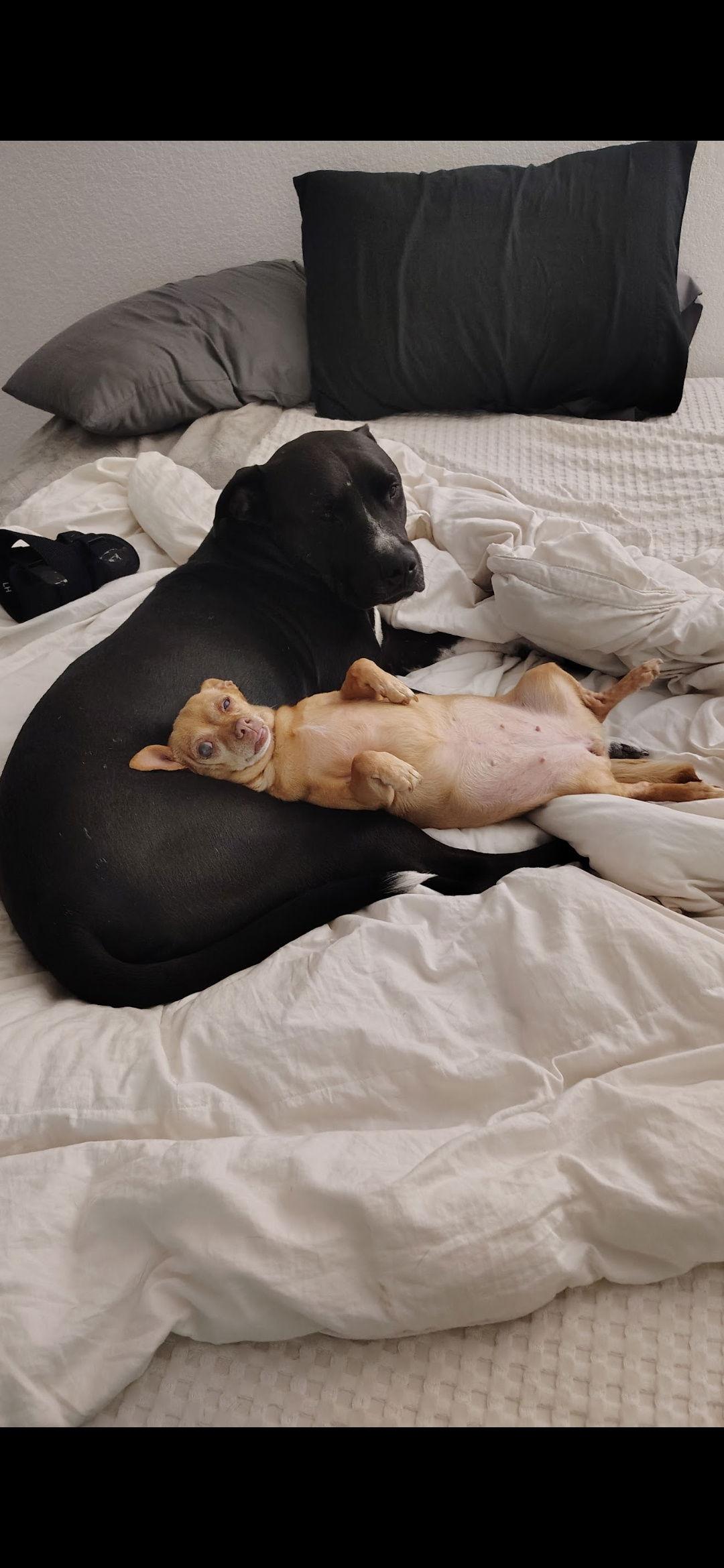 Enlarge COURTESY POSTING Billy, a Adoptable Pit Bull Terrier in Tucson, AZ image 3/3