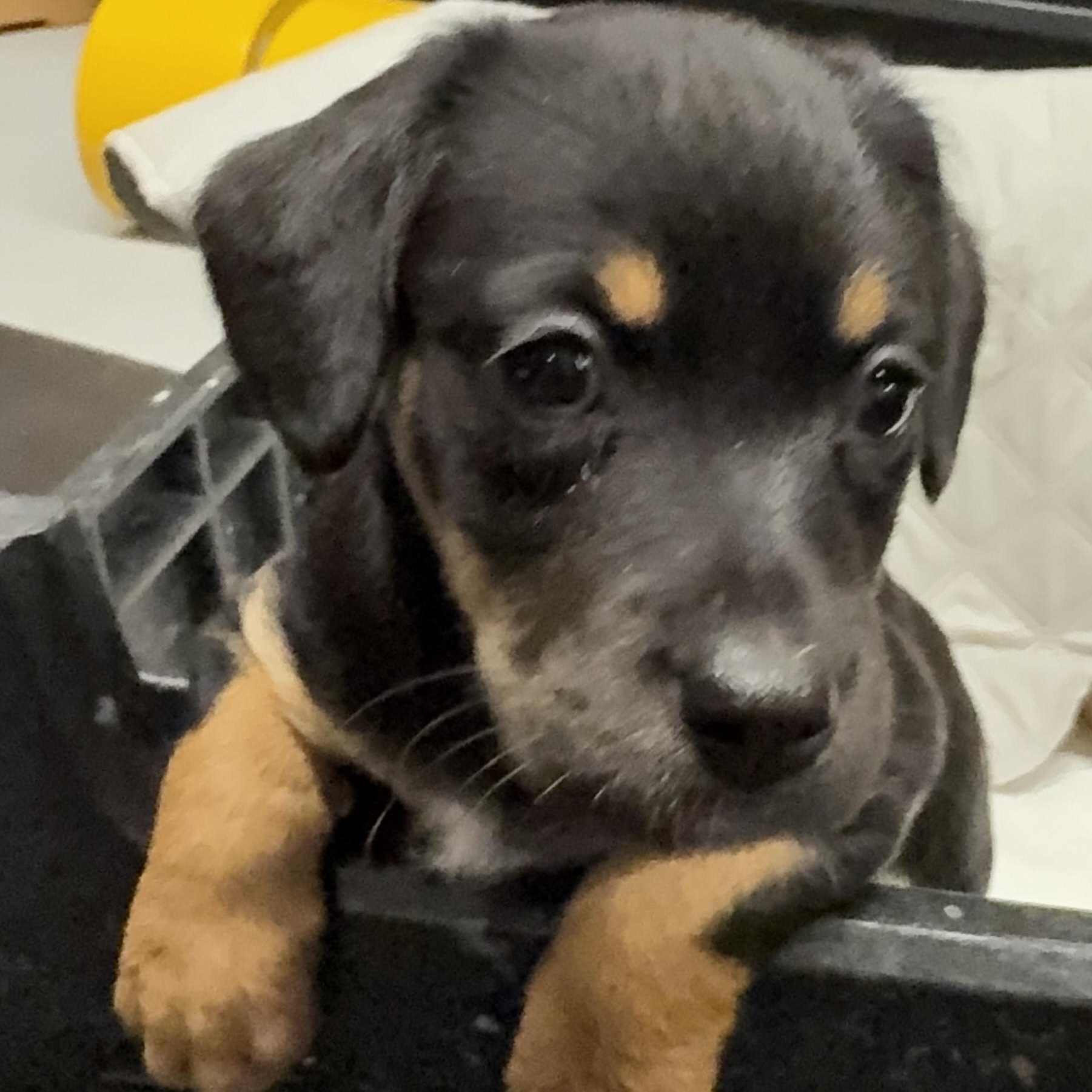 Enlarge WILLOW - SMALL DOG ALERT LOCATED IN MAINE, an adoptable Mixed Breed in Berwick, ME image 6/6