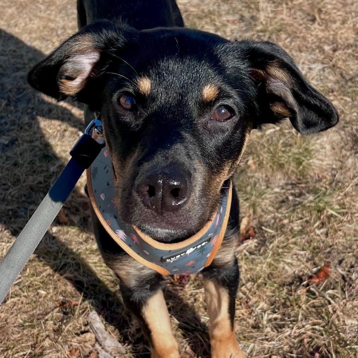 Enlarge WILLOW - SMALL DOG ALERT LOCATED IN MAINE, an adoptable Mixed Breed in Berwick, ME image 3/6