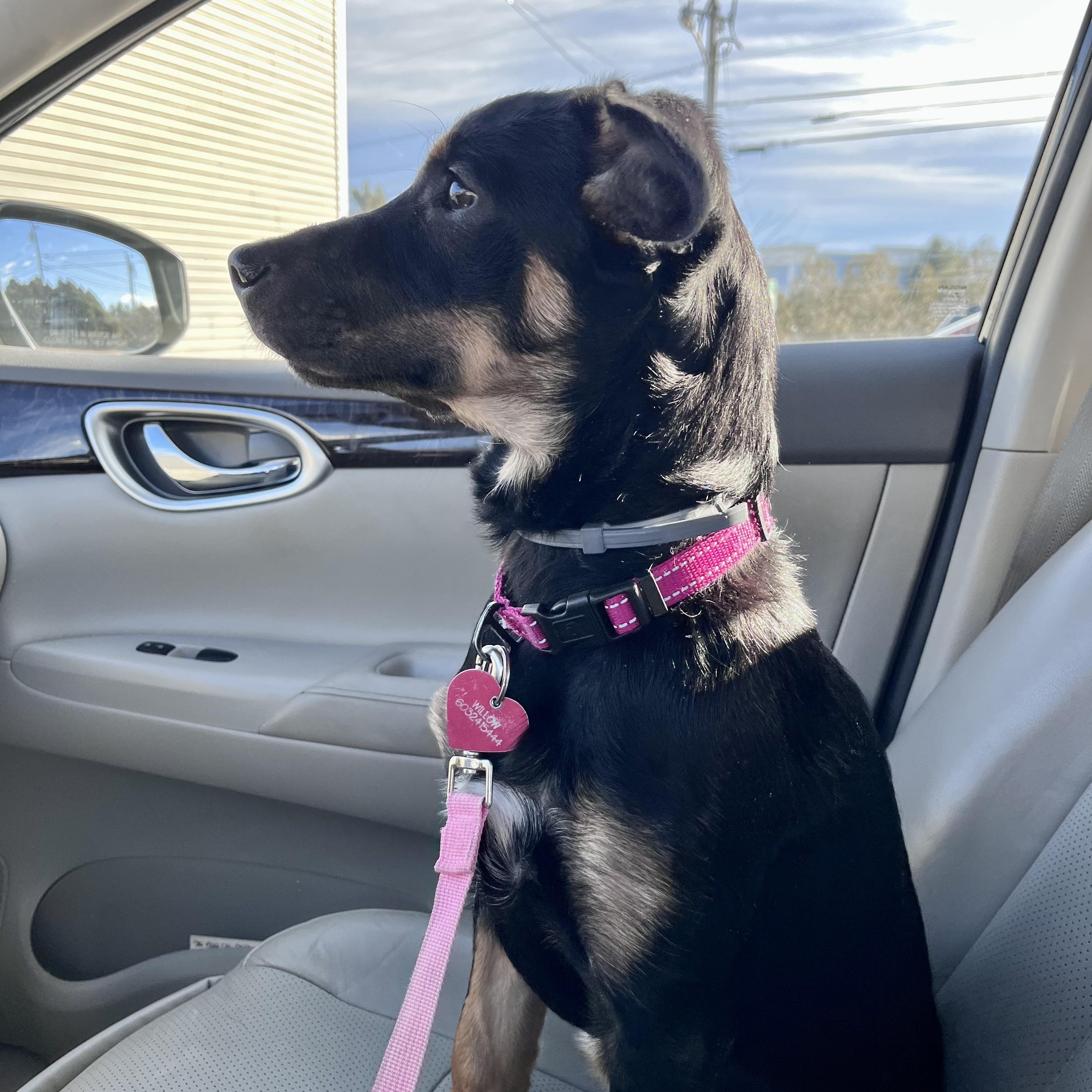 Enlarge WILLOW - SMALL DOG ALERT LOCATED IN MAINE, an adoptable Mixed Breed in Berwick, ME image 5/6