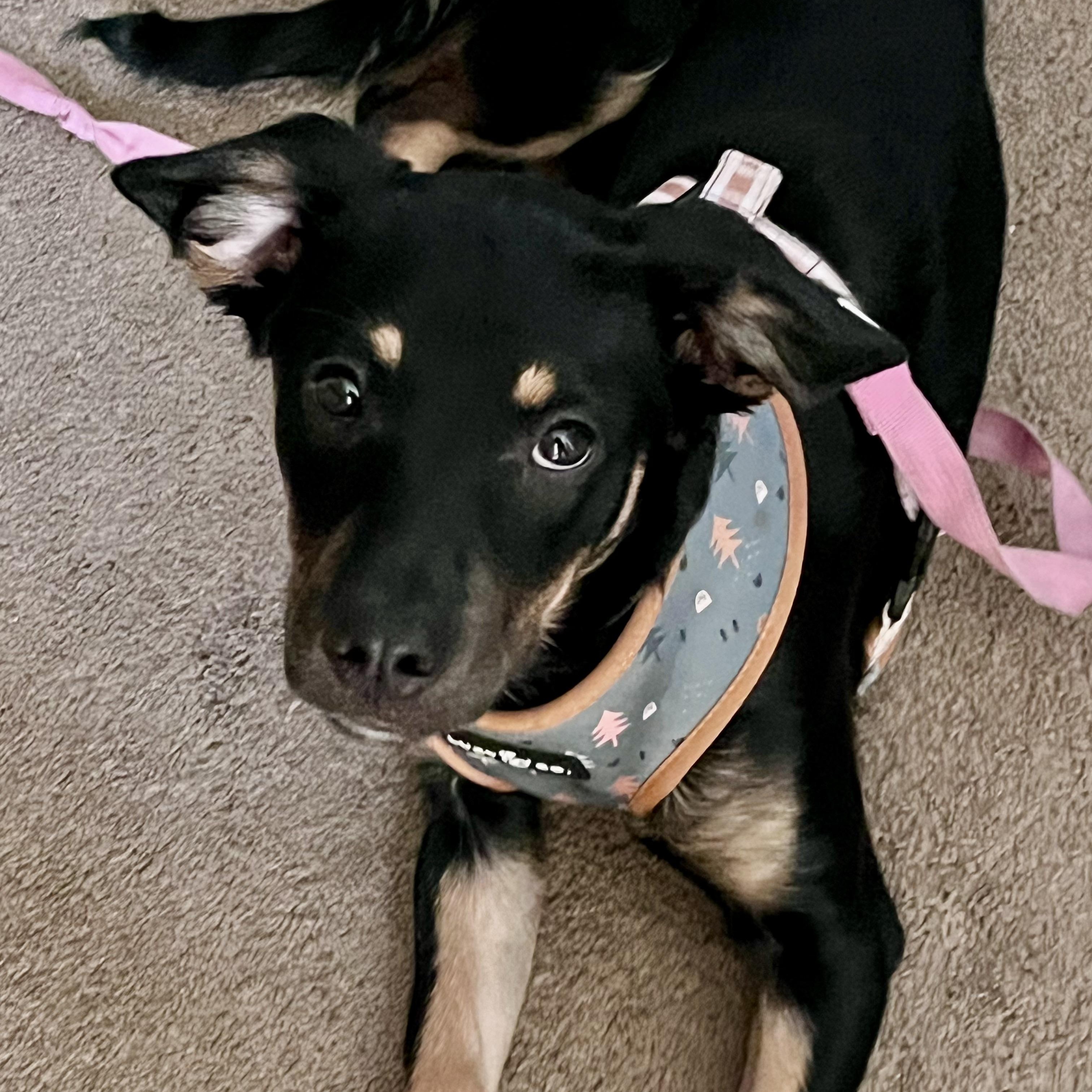 Enlarge WILLOW - SMALL DOG ALERT LOCATED IN MAINE, an adoptable Mixed Breed in Berwick, ME image 1/6