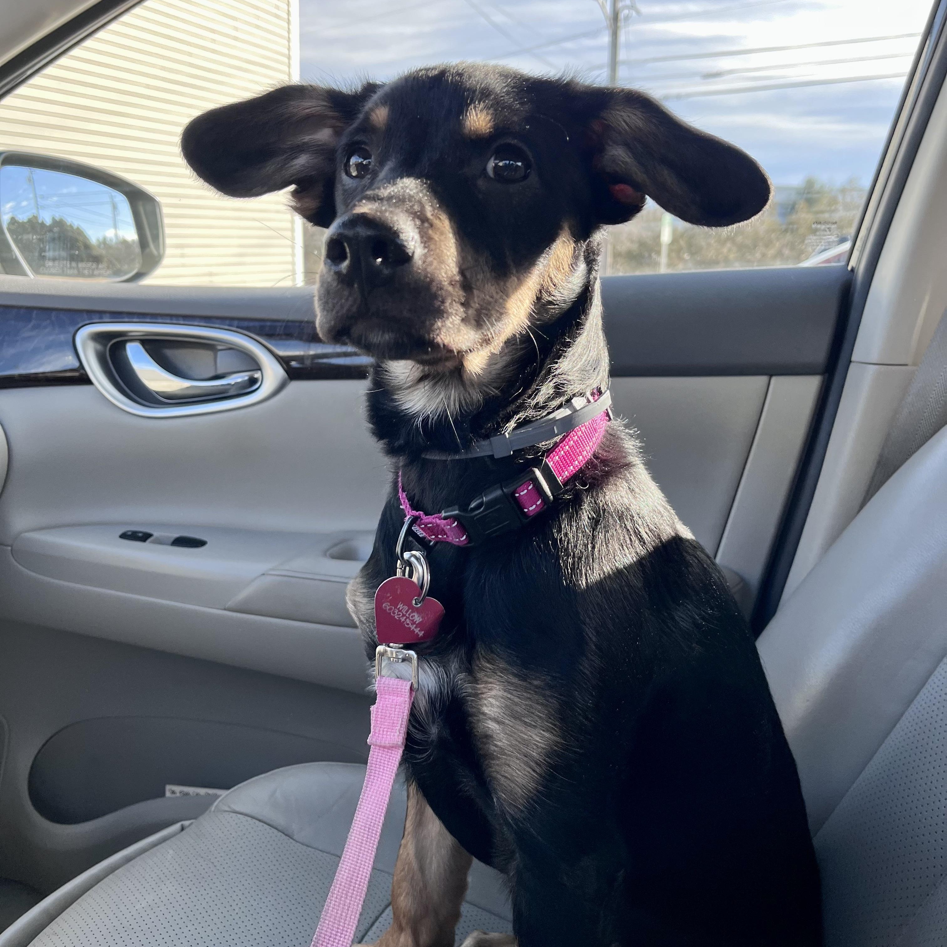 Enlarge WILLOW - SMALL DOG ALERT LOCATED IN MAINE, an adoptable Mixed Breed in Berwick, ME image 4/6