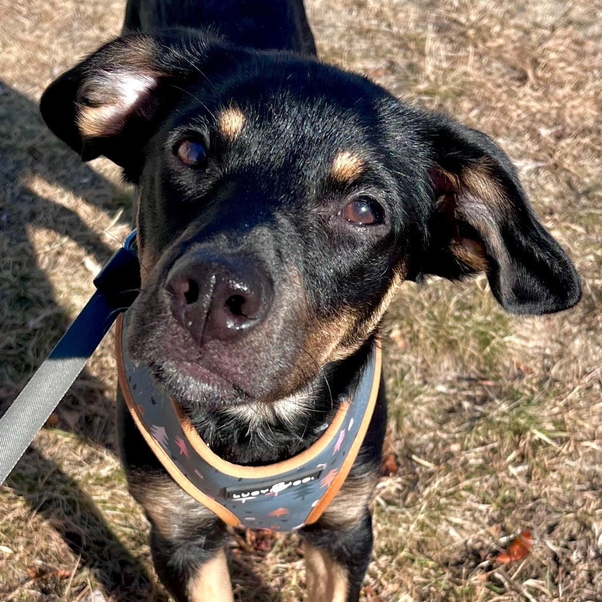 Enlarge WILLOW - SMALL DOG ALERT LOCATED IN MAINE, an adoptable Mixed Breed in Berwick, ME image 2/6