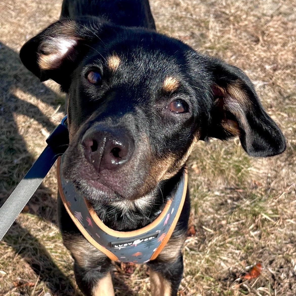 Enlarge WILLOW - SMALL DOG ALERT LOCATED IN MAINE, an adoptable Mixed Breed in Berwick, ME image 2/6