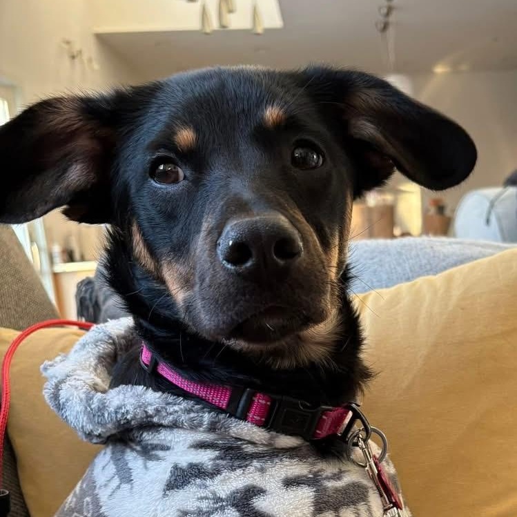 WILLOW - SMALL DOG ALERT LOCATED IN MAINE, adoptable, Puppy Female Mixed Breed.