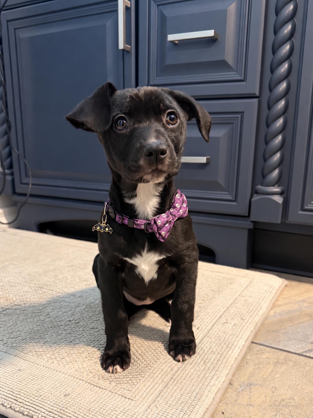 Alice, Adoptable, Puppy Female Beagle & Labrador Retriever.