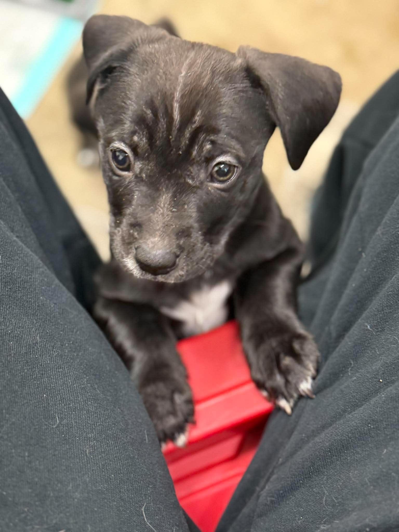 Enlarge Alice, a Adoptable mixed breed in Anchorage, AK image 2/3