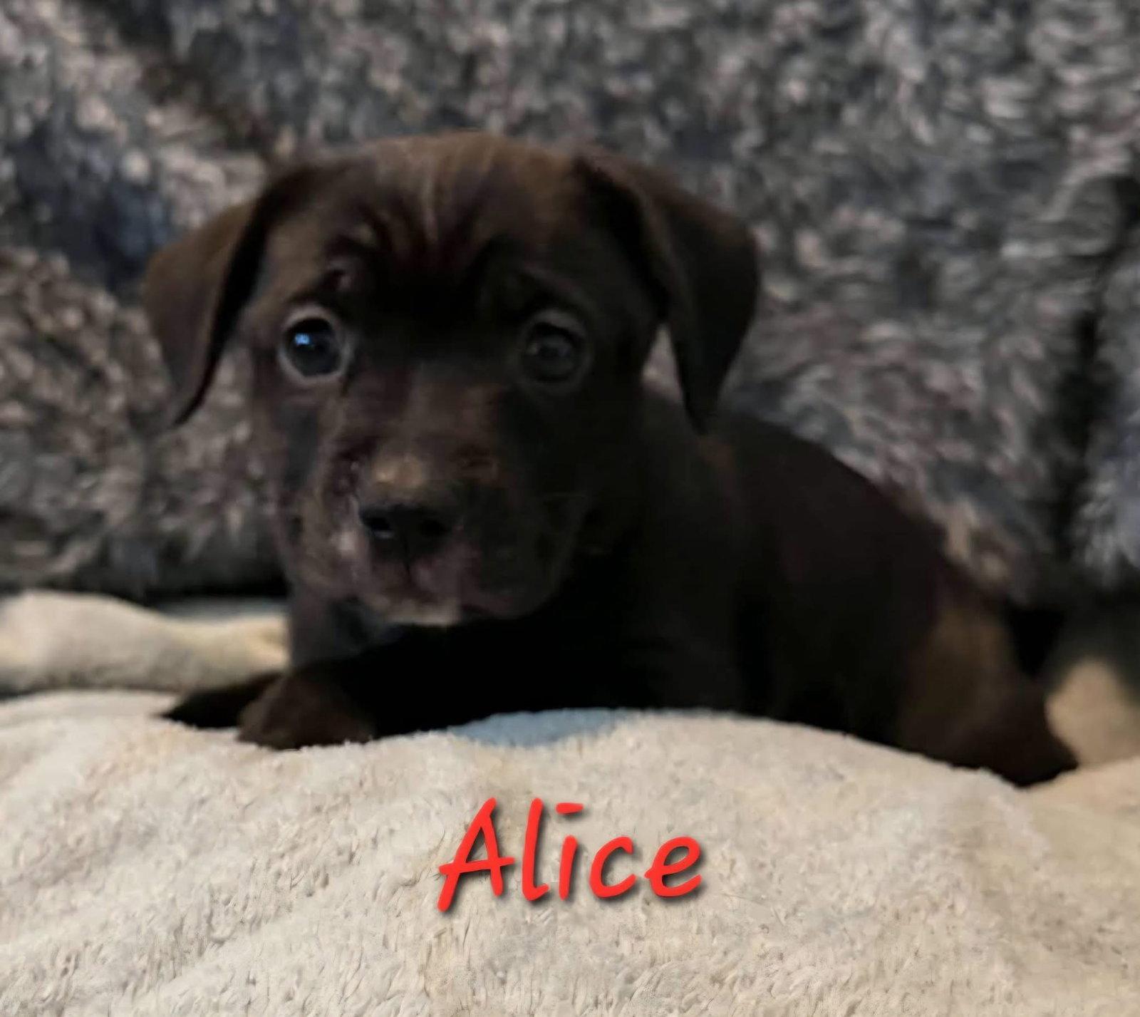 Enlarge Alice, a Adoptable mixed breed in Anchorage, AK image 3/3