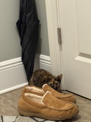 Adele, Adoptable, Kitten Female Domestic Short Hair & Domestic Short Hair.