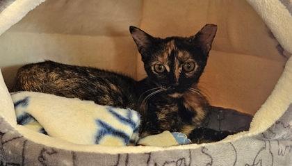 Adele, Adoptable, Kitten Female Domestic Short Hair & Domestic Short Hair.