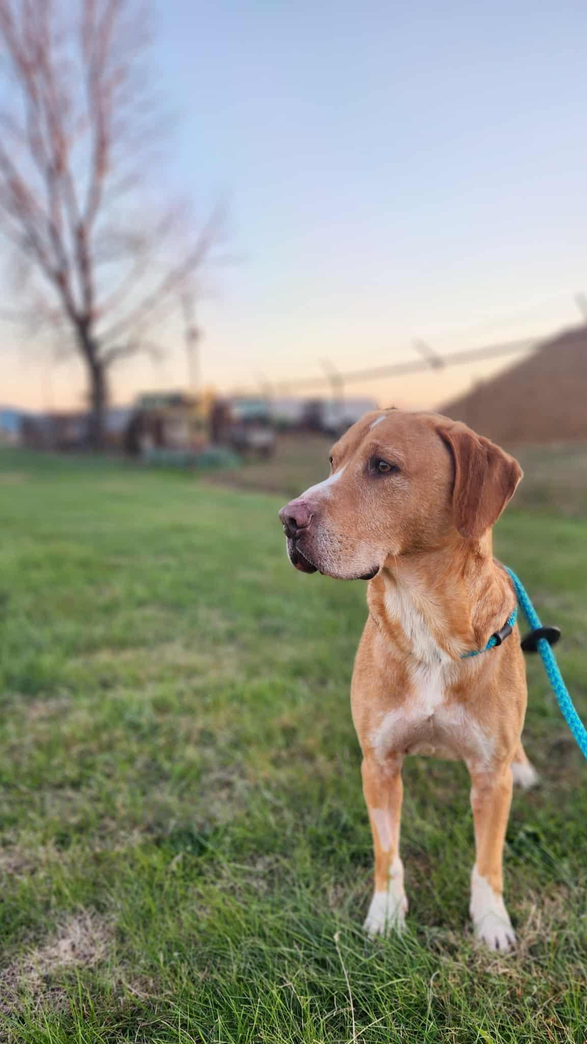 Enlarge Clint Eastwood, a Adoptable mixed breed in Greenville, KY image 4/6