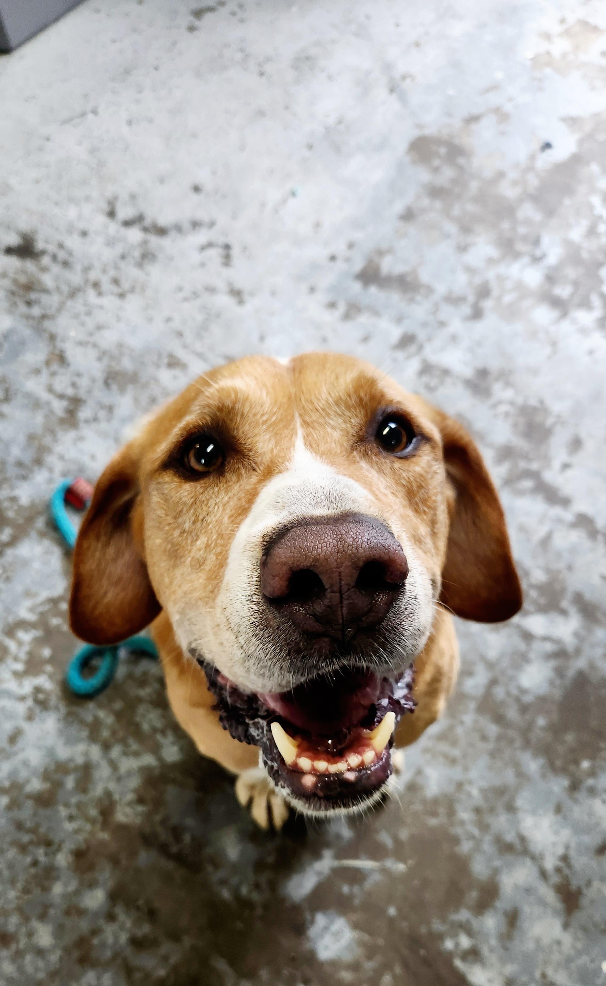 Clint Eastwood, Adoptable, Adult Male Labrador Retriever & Hound.