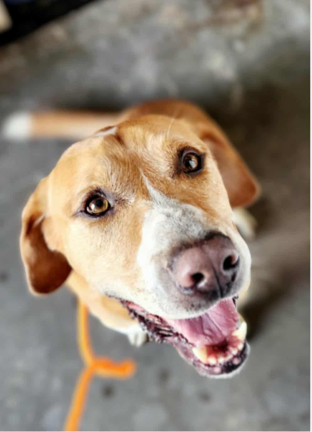 Enlarge Clint Eastwood, a Adoptable mixed breed in Greenville, KY image 2/6