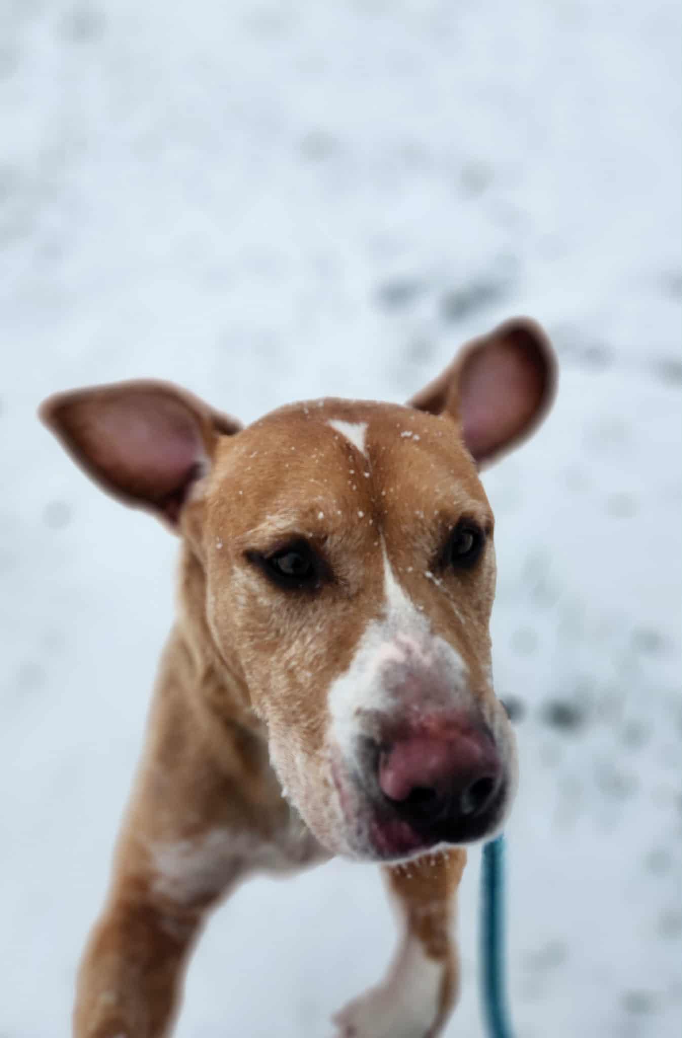 Enlarge Clint Eastwood, a Adoptable mixed breed in Greenville, KY image 5/6