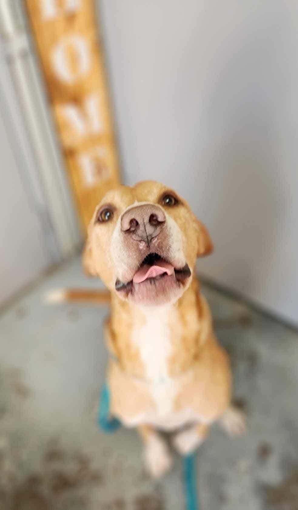 Enlarge Clint Eastwood, a Adoptable mixed breed in Greenville, KY image 6/6