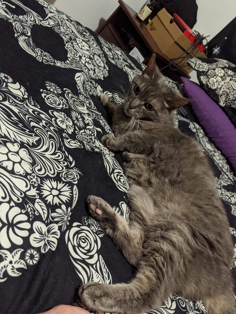Zelda, Adult Female Domestic Short Hair
