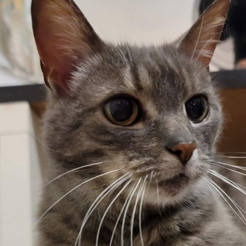 Zelda photo 3